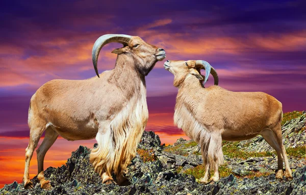Loving couple of barbary sheeps — Stock Photo, Image