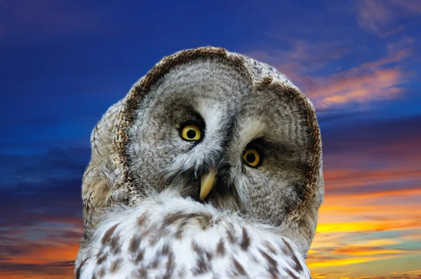 Head of great Gray Owl against sunset — Stock Photo, Image