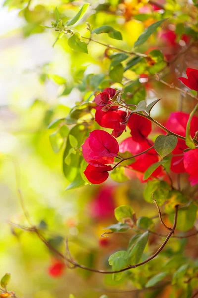 Plante de fleurs roses — Photo