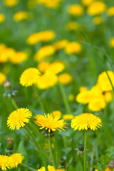 Sarı dandelions ile çayır — Stok fotoğraf