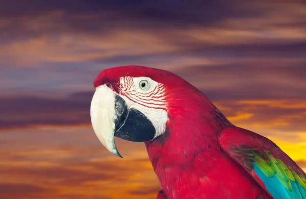 Head of red macaw parrot — Stock Photo, Image