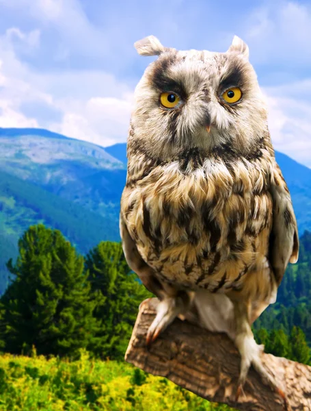 Long-eared Owl in wildness — Stock Photo, Image