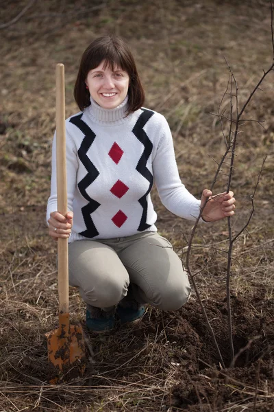 Frau setzt Baum in Garten — Stockfoto