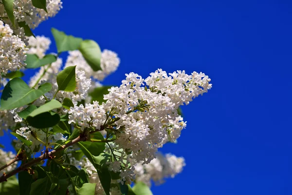 White lilac against blue sky — Stock Photo, Image