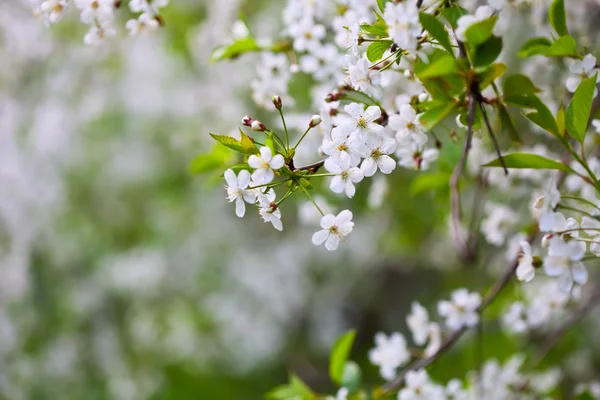 Tree branch in bloom — Stock Photo, Image