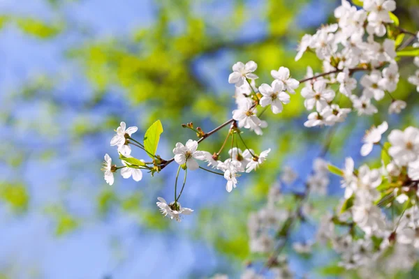 Ramo de cerejeira com flores — Fotografia de Stock