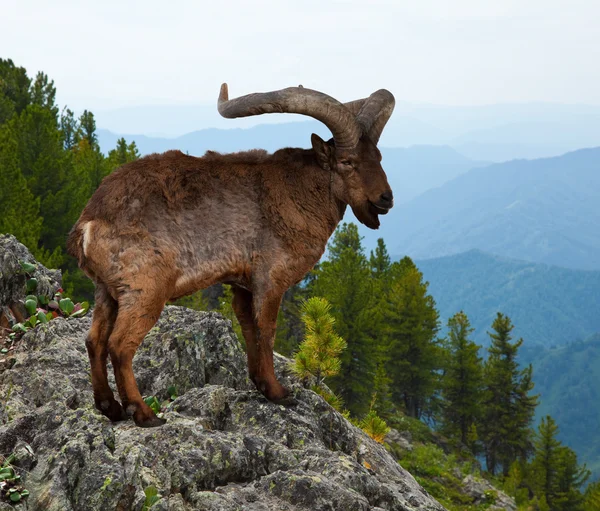 East Caucasian tur — Stock Photo, Image