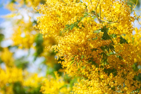 Jaune Acacia dealbata — Photo