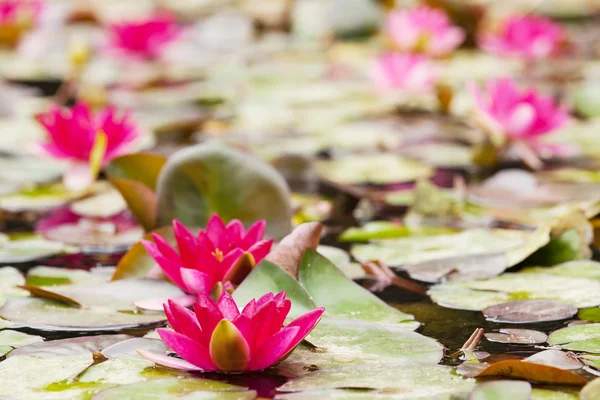 Water lilies — Stock Photo, Image