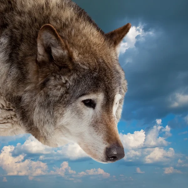 Head of wolf  against  sky — Stock Photo, Image