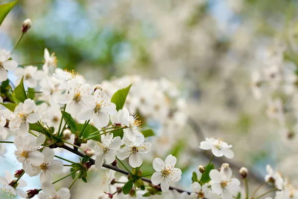 Cherry tree branch against  blur background — Stock Photo, Image