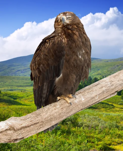 Águila sobre tronco de madera — Foto de Stock