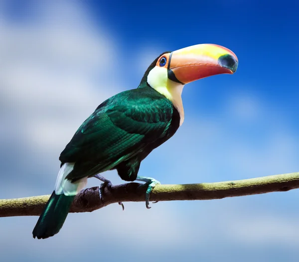 Toco Toucan against sky — Stock Photo, Image