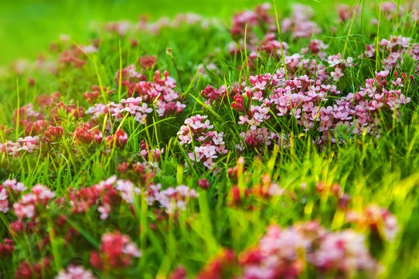 Alpine meadow — Stock Photo, Image