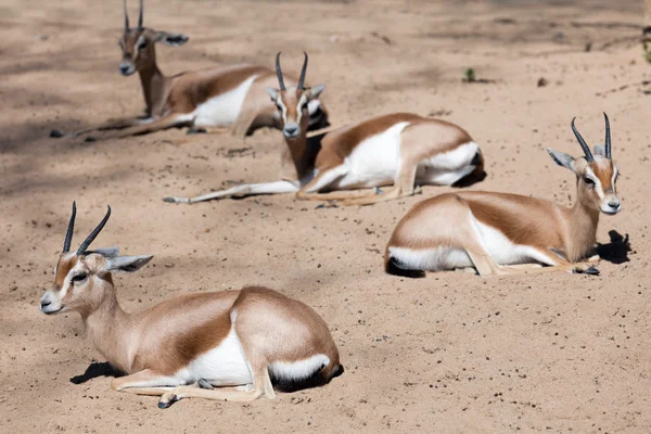 Dorcas Gazelles assis sur le sable — Photo