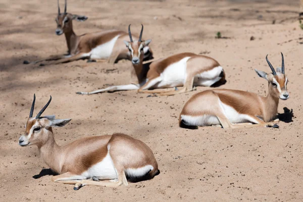 砂の上に座ってドルカス ガゼル — ストック写真