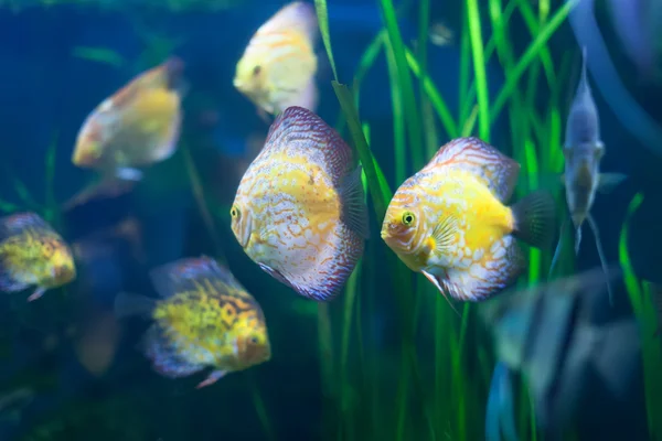 Poucos peixes-disco — Fotografia de Stock