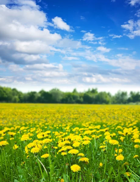 Prairie de pissenlits en journée d'été — Photo