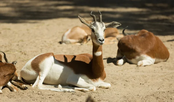 Gazelles Mohor sur sable — Photo