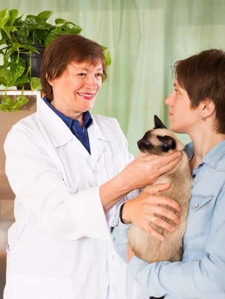 Veterinarian checking health of cat — Stock Photo, Image