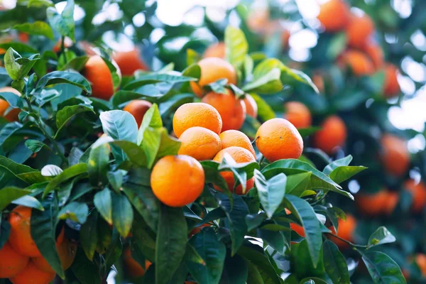 Mandarinas en rama — Foto de Stock