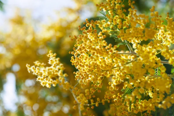 Primavera Acacia dealbata — Foto de Stock