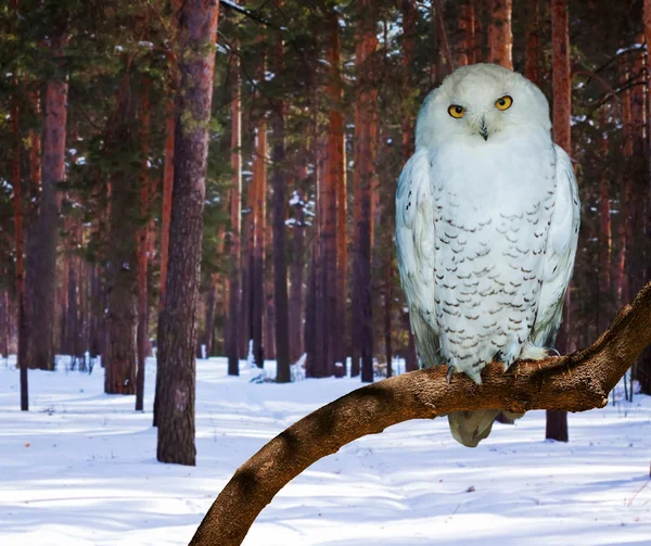 Snowy Owl at pine forest — Stock Photo, Image