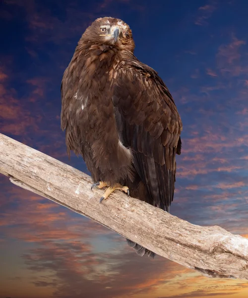 Eagle tegen zonsondergang hemel — Stockfoto