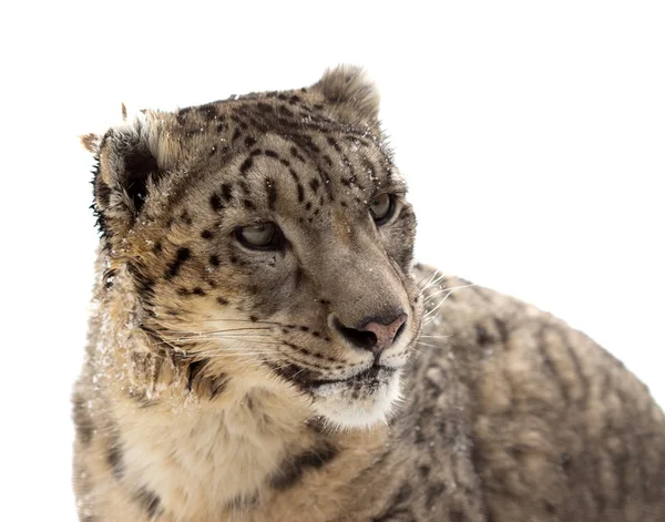 Cabeça de leopardo da neve — Fotografia de Stock