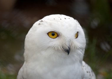 Head of white Snowy Owl  clipart