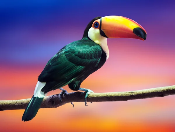 Toco Toucan against sunset sky — Stock Photo, Image