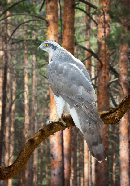 Goshawk en el bosque de pinos — Foto de Stock