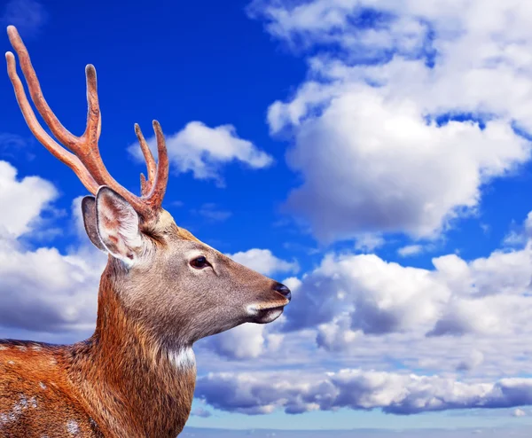 Head of Sika deer — Stock Photo, Image