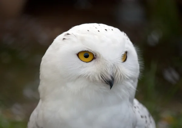 白い雪に覆われたフクロウの頭部 — ストック写真