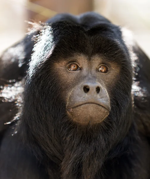 Macaco uivo preto — Fotografia de Stock