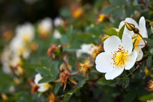 Brier flowers — Stock Photo, Image