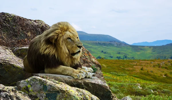 Lion on stone — Stock Photo, Image