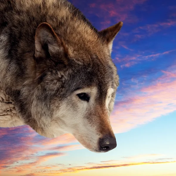 Cabeza de lobo contra la puesta del sol —  Fotos de Stock