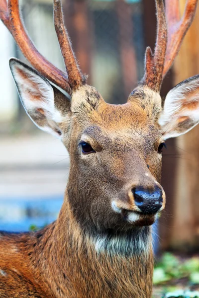 Sika deer (Cervus nippon) — Stock Photo, Image