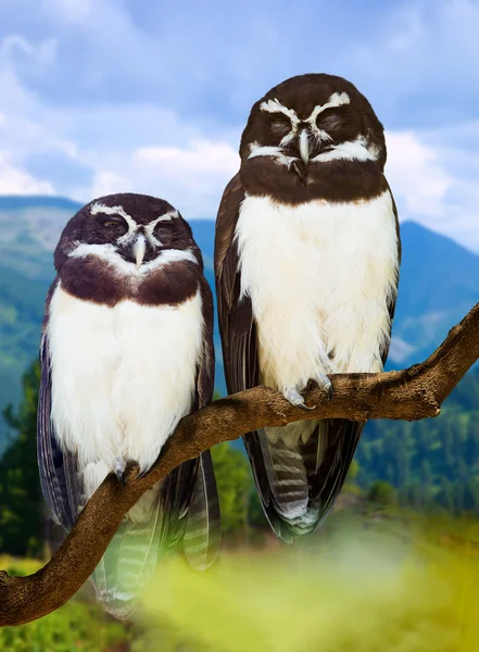 Búhos en el árbol — Foto de Stock