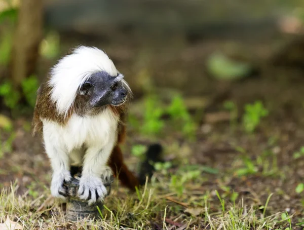 Pamuk-top pembe maymun — Stok fotoğraf