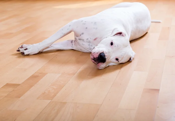 Köpek yerde yatıyor. — Stok fotoğraf