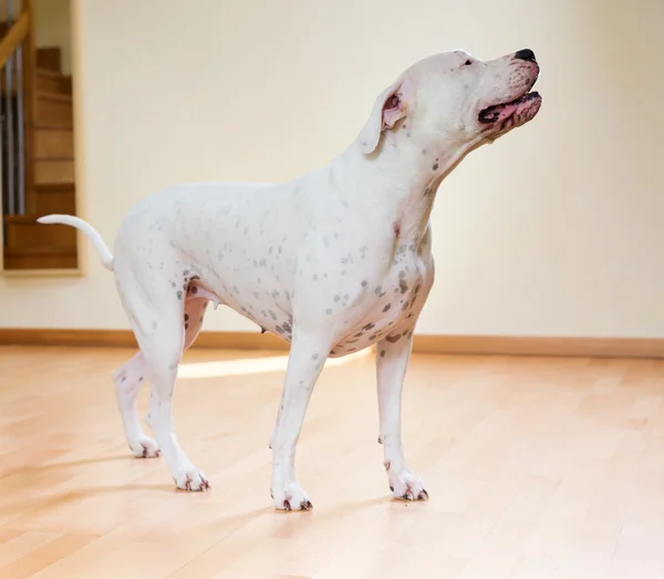Dogo Argentino standing on  floor — Stock Photo, Image