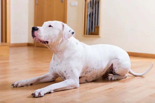 寄せ木細工の床に座っている犬 — ストック写真