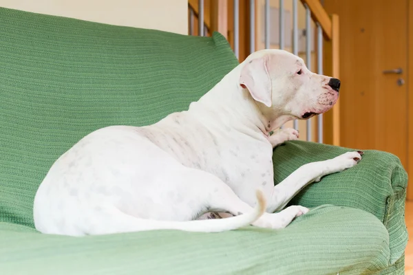 Dogo Argentino na sala de estar — Fotografia de Stock