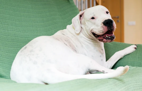 Dogo Argentino — Stock Photo, Image