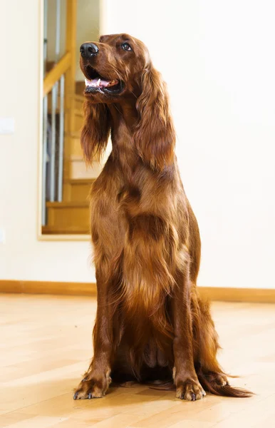 Red setter doma — Stock fotografie