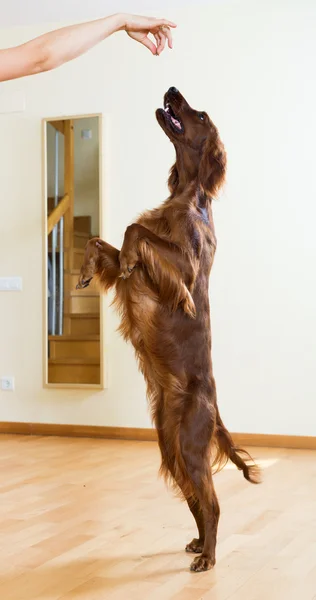 Красный пес прыгает в номер — стоковое фото