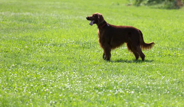 爱尔兰塞特犬在草地上 — 图库照片