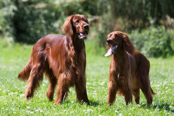 Deux Setters irlandais debout sur l'herbe — Photo